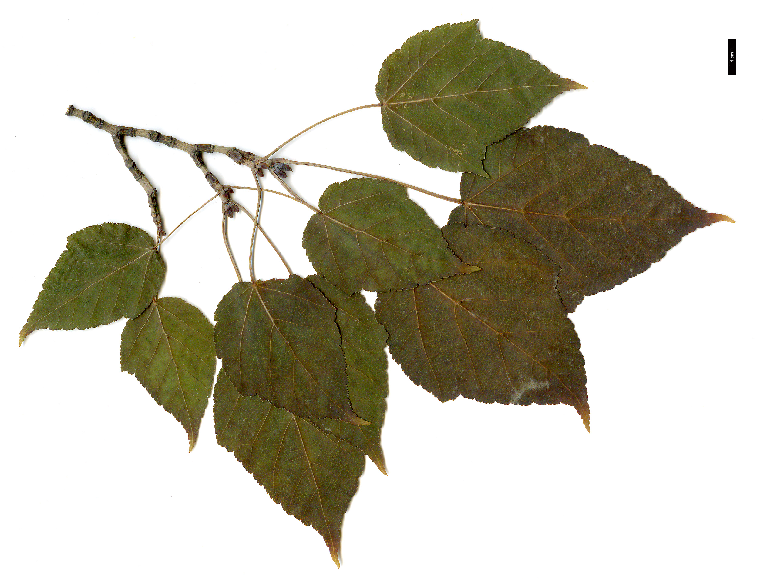High resolution image: Family: Sapindaceae - Genus: Acer - Taxon: davidii - SpeciesSub: subsp. grosseri